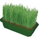 Dogs Delight Wheat Grass Kit